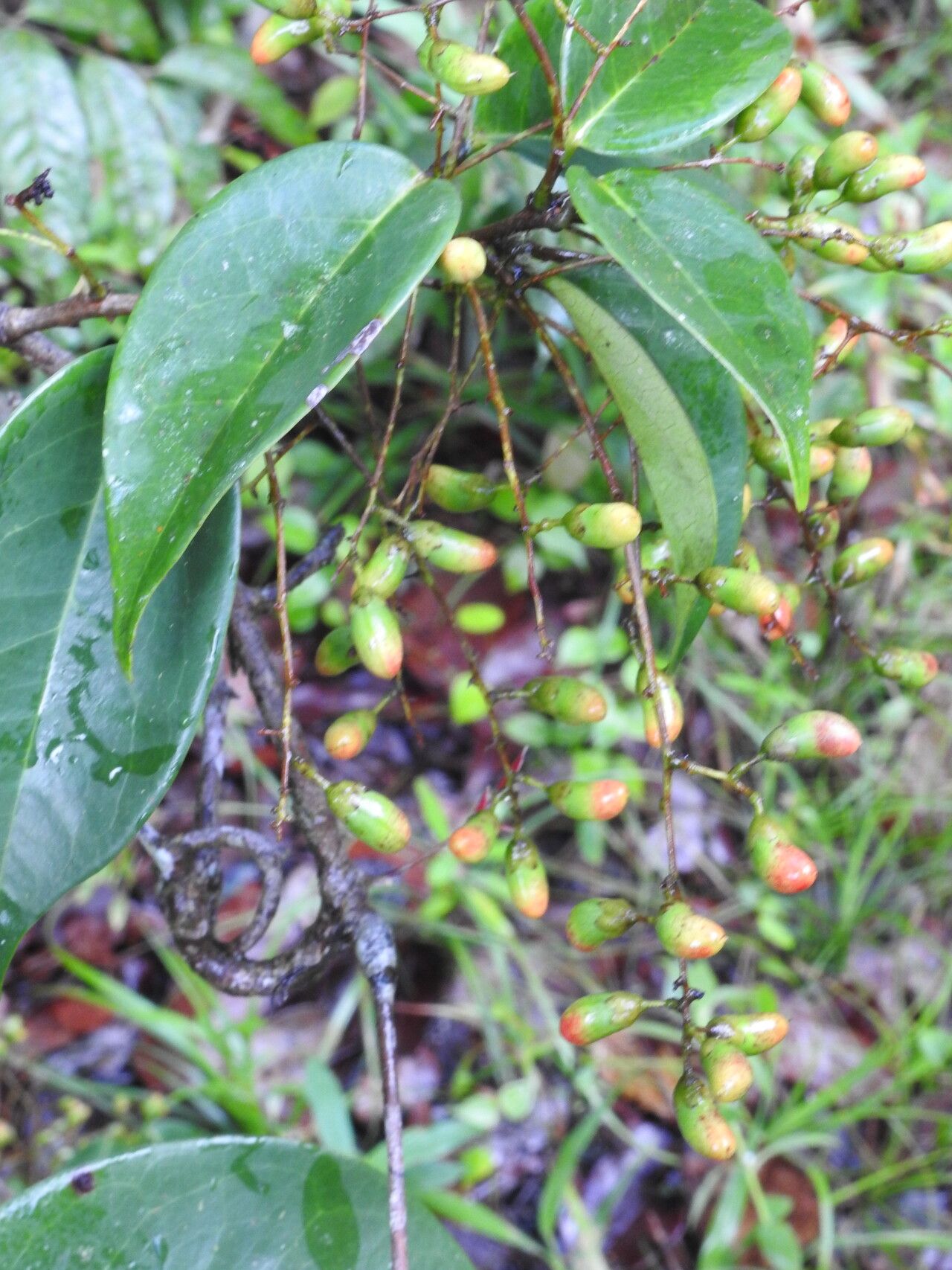 Connarus patrisii fruit