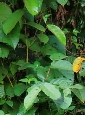 Hancea subpeltata — houseplant care guide