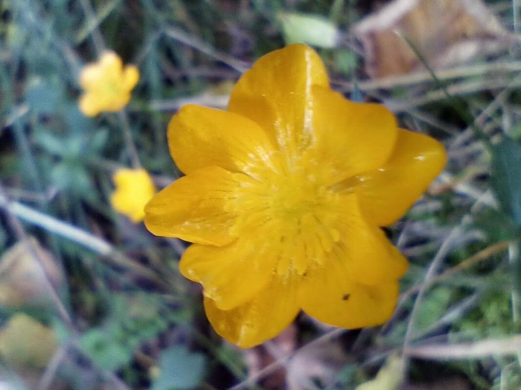 Ranunculus grenierianus flower