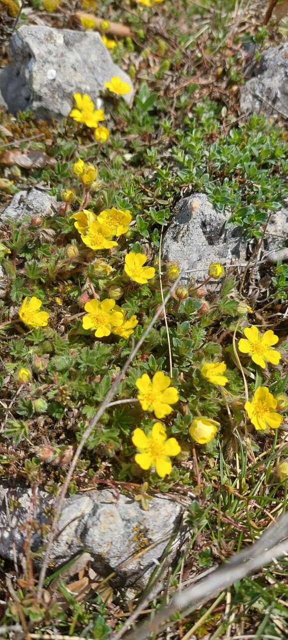 Potentilla neumanniana fruit