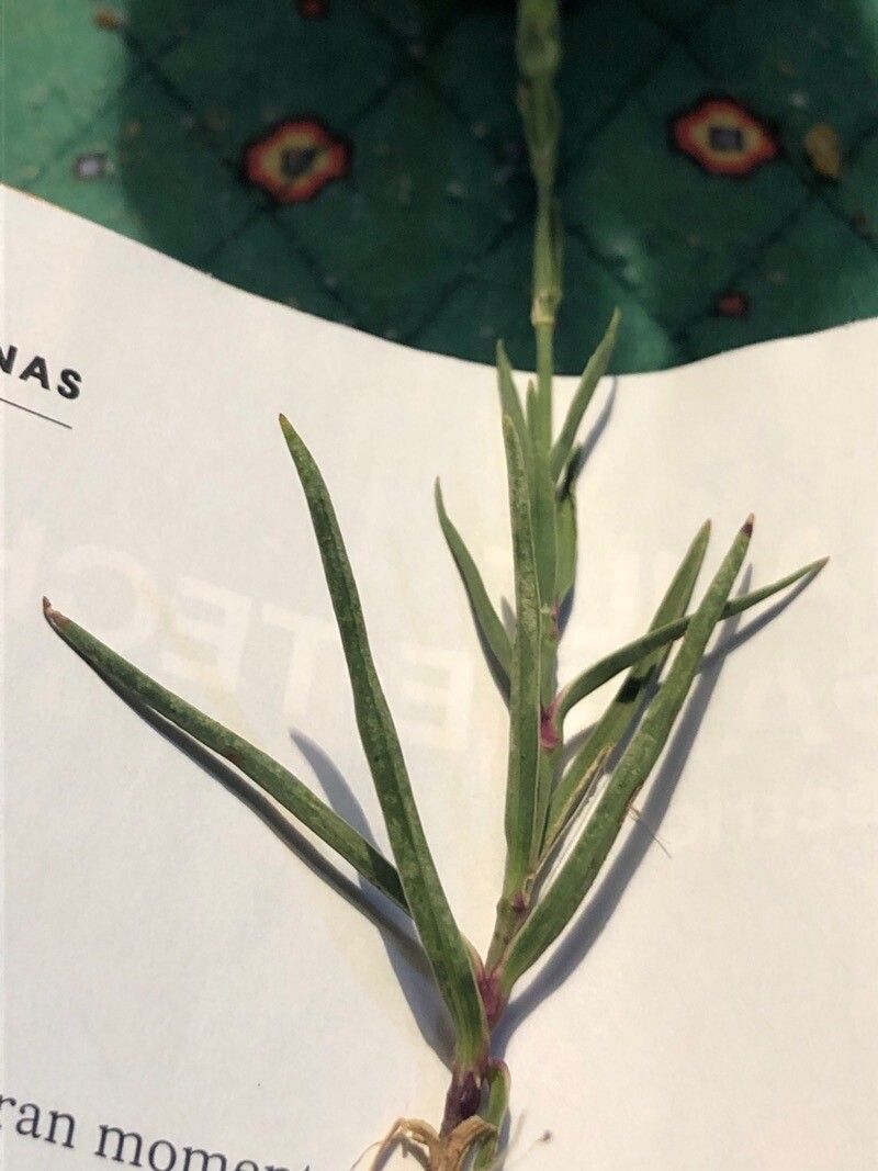 Dianthus hyssopifolius — search result for 'Dianthus'