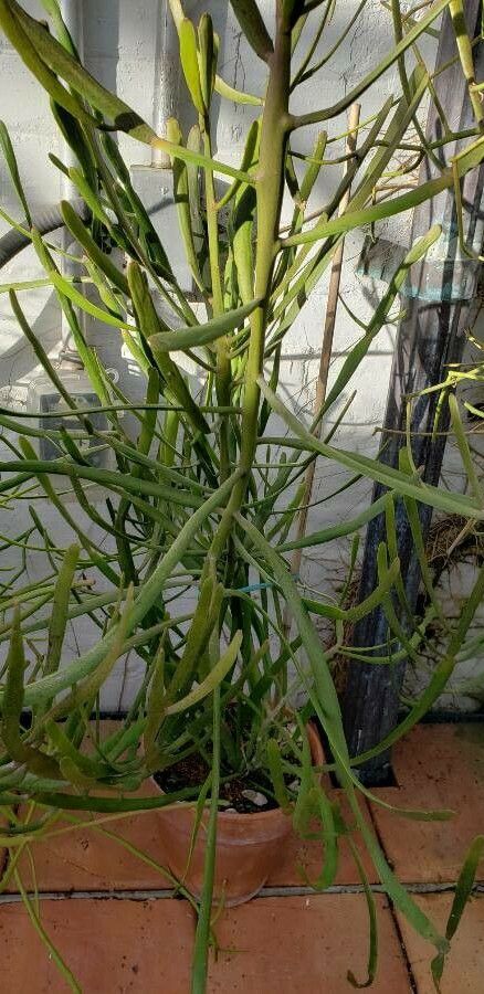 Euphorbia xylophylloides habit