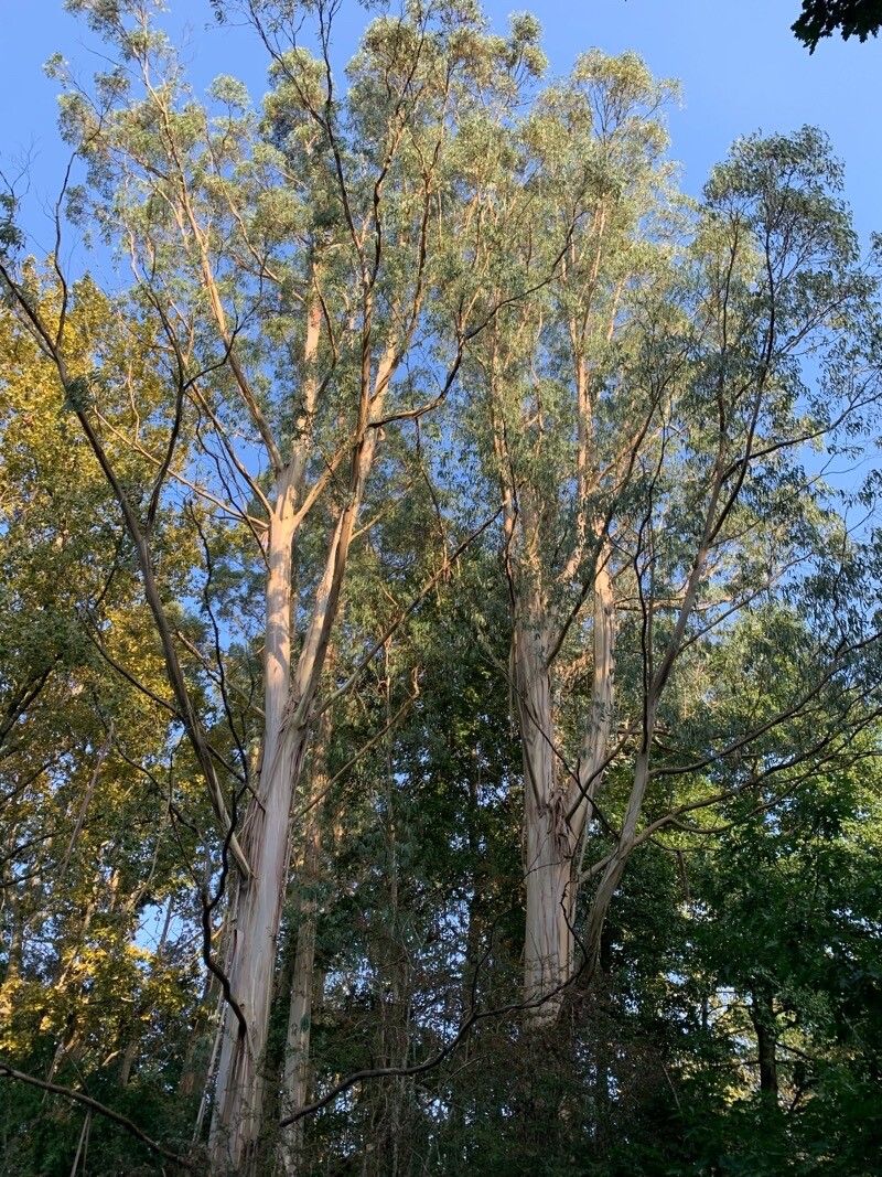 Eucalyptus glaucescens habit