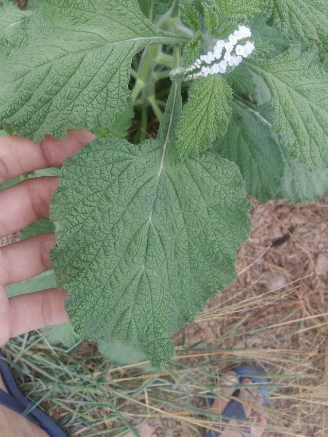 Heliotropium indicum — search result for 'Heliotropium'