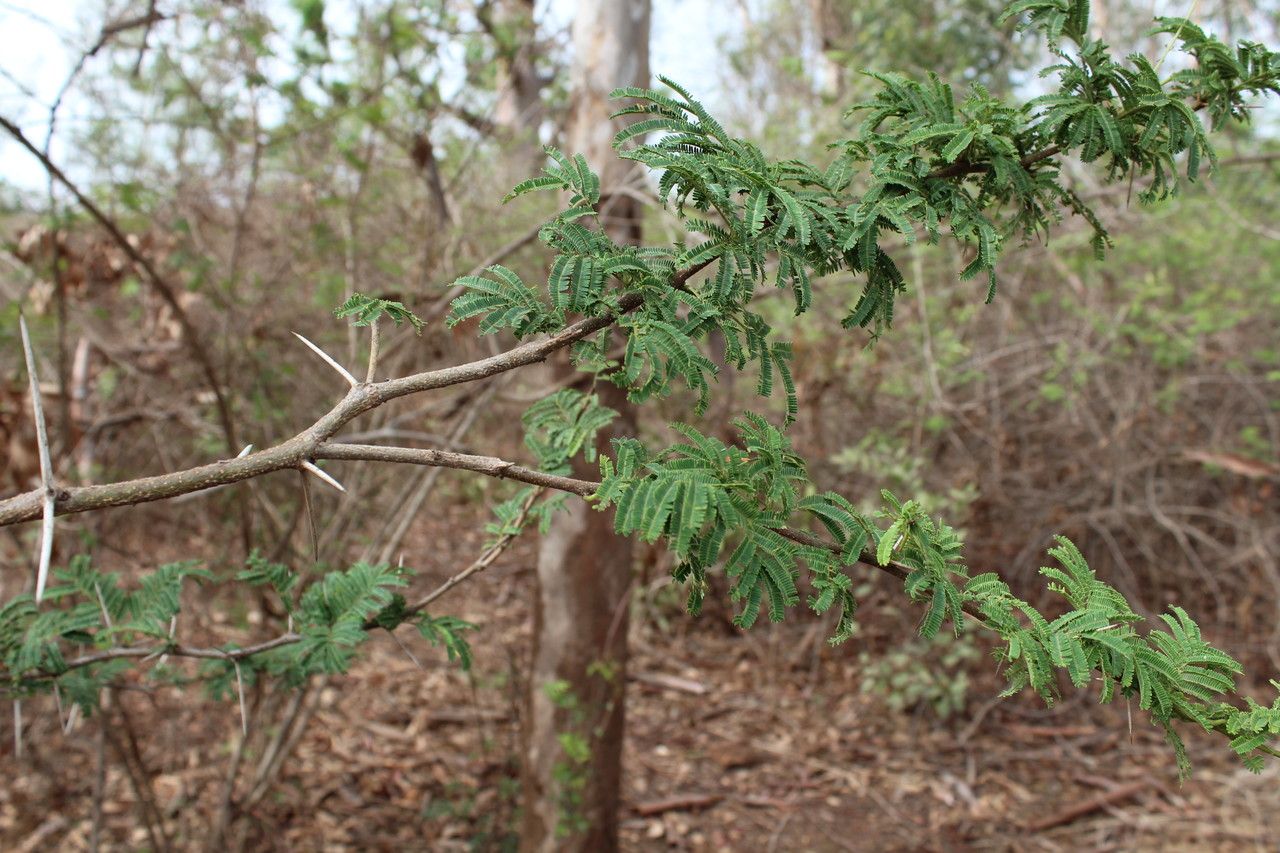 Acacia sieberiana habit