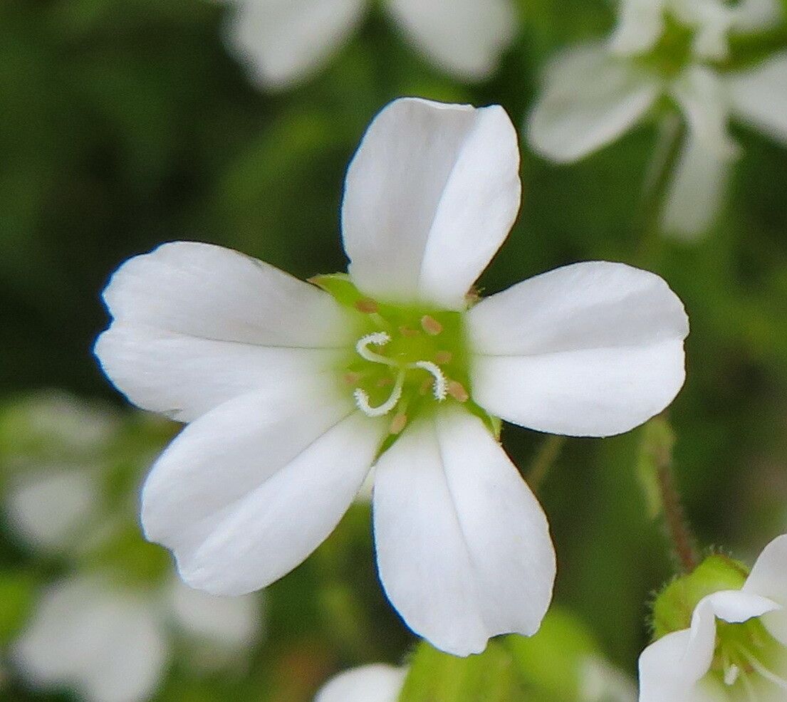 Minuartia juniperina — houseplant care guide