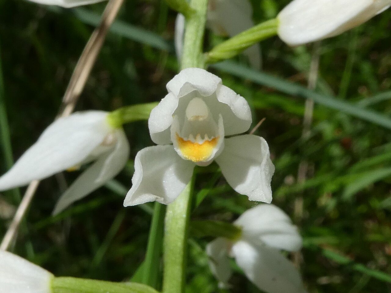 Cephalanthera longifolia flower