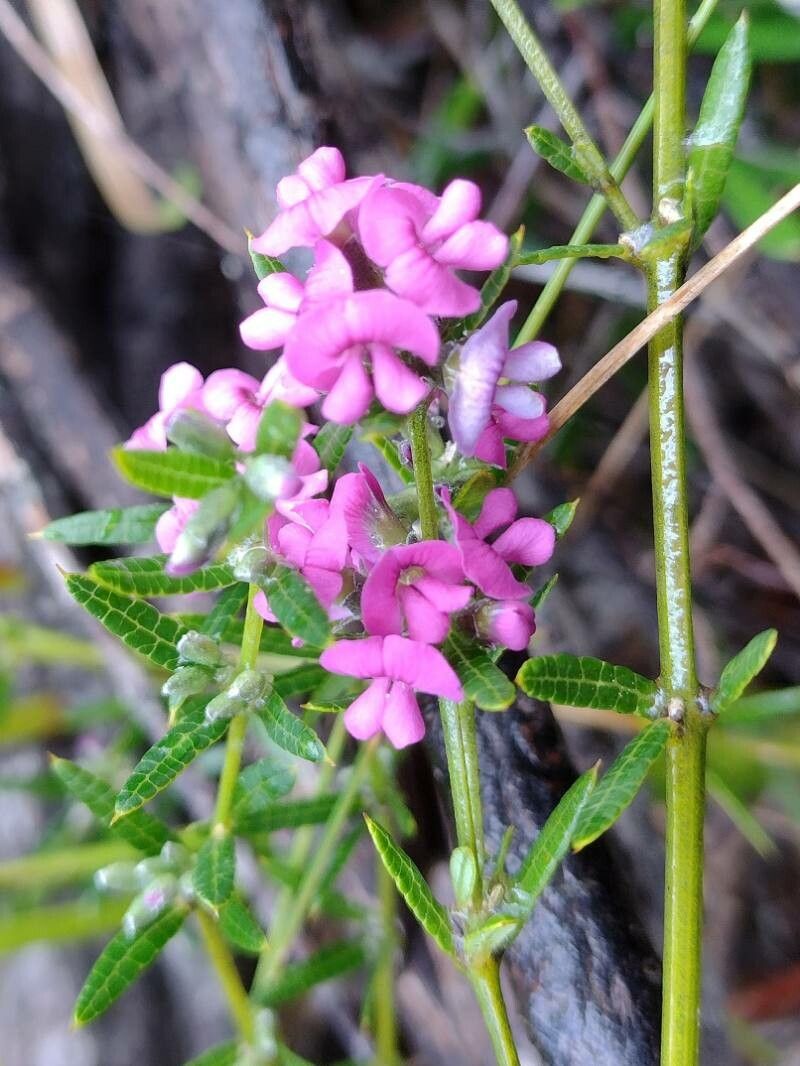 Mirbelia rubiifolia flower