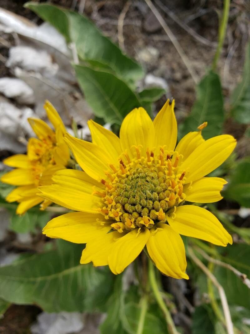 Balsamorhiza careyana flower