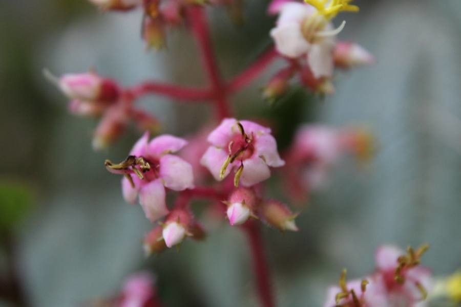 Aciotis purpurascens flower