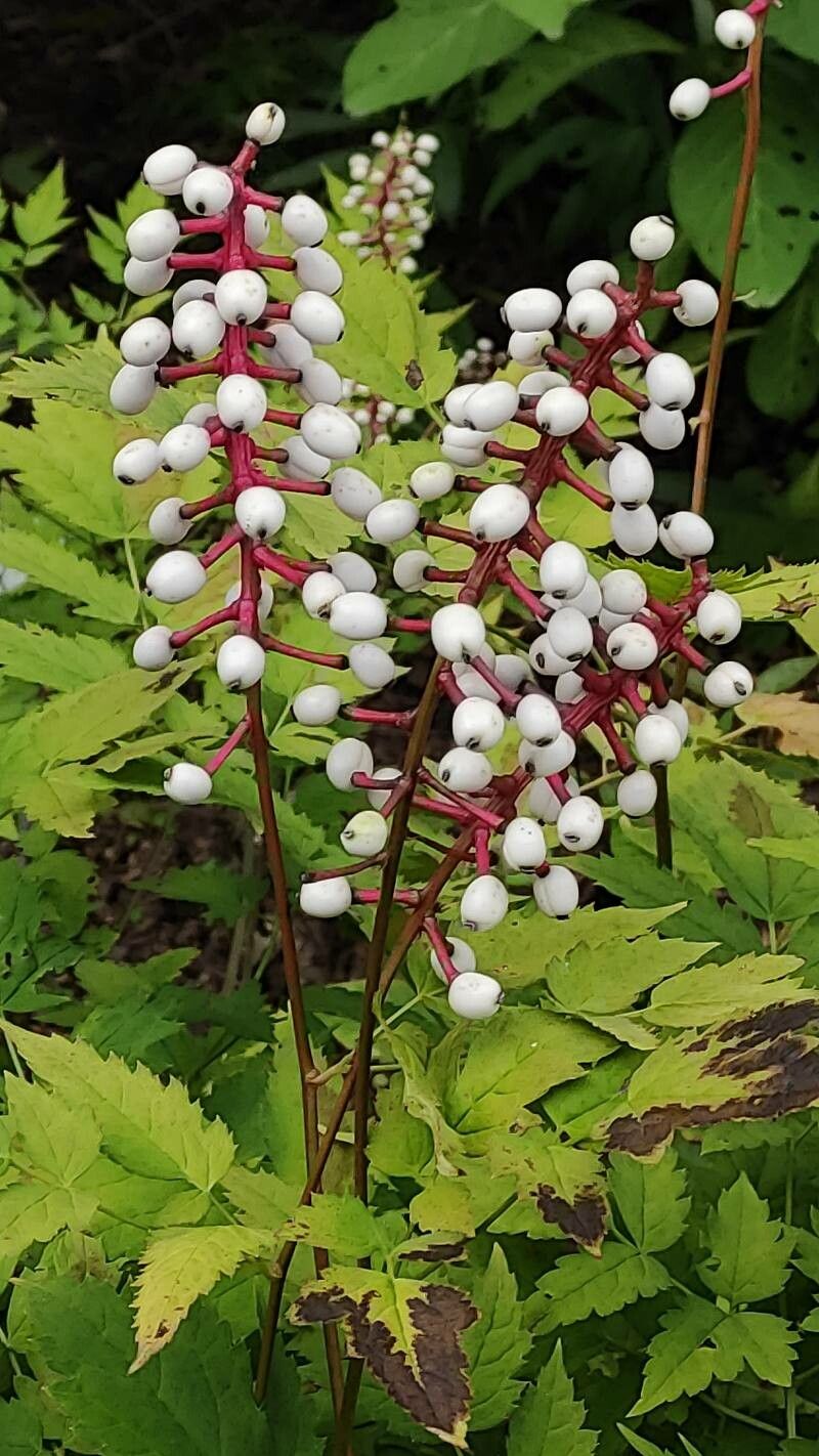 Astilbe rubra fruit