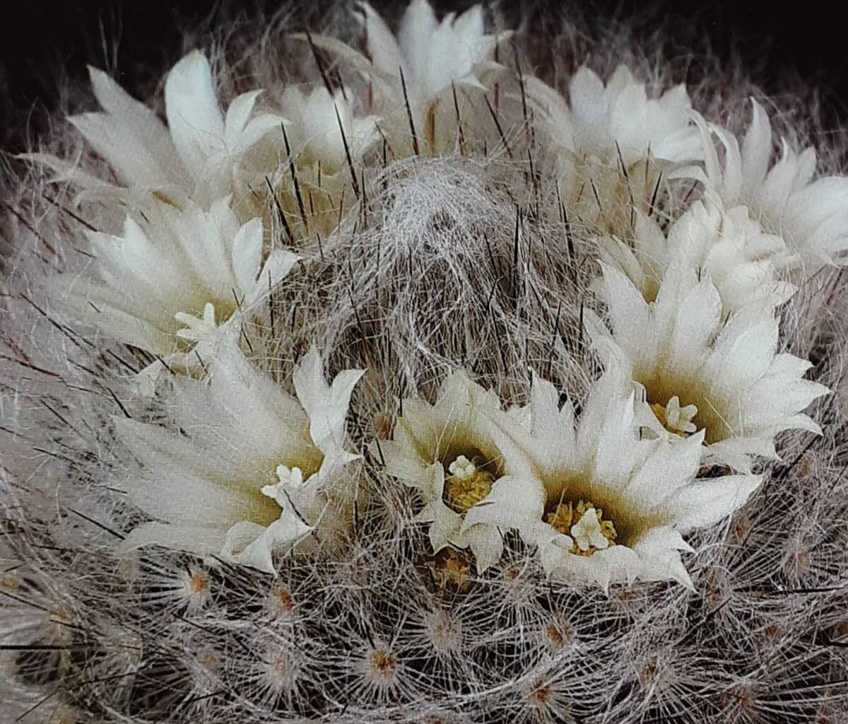 Mammillaria pilispina flower