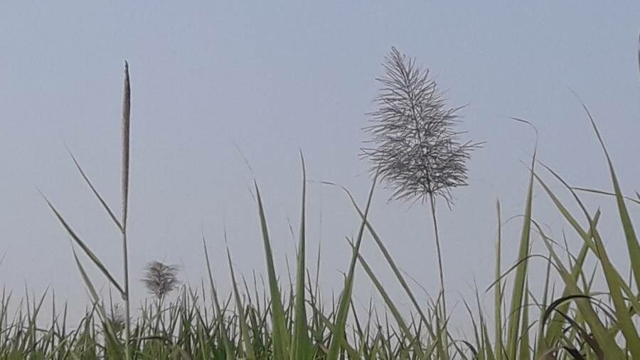 Saccharum officinarum fruit