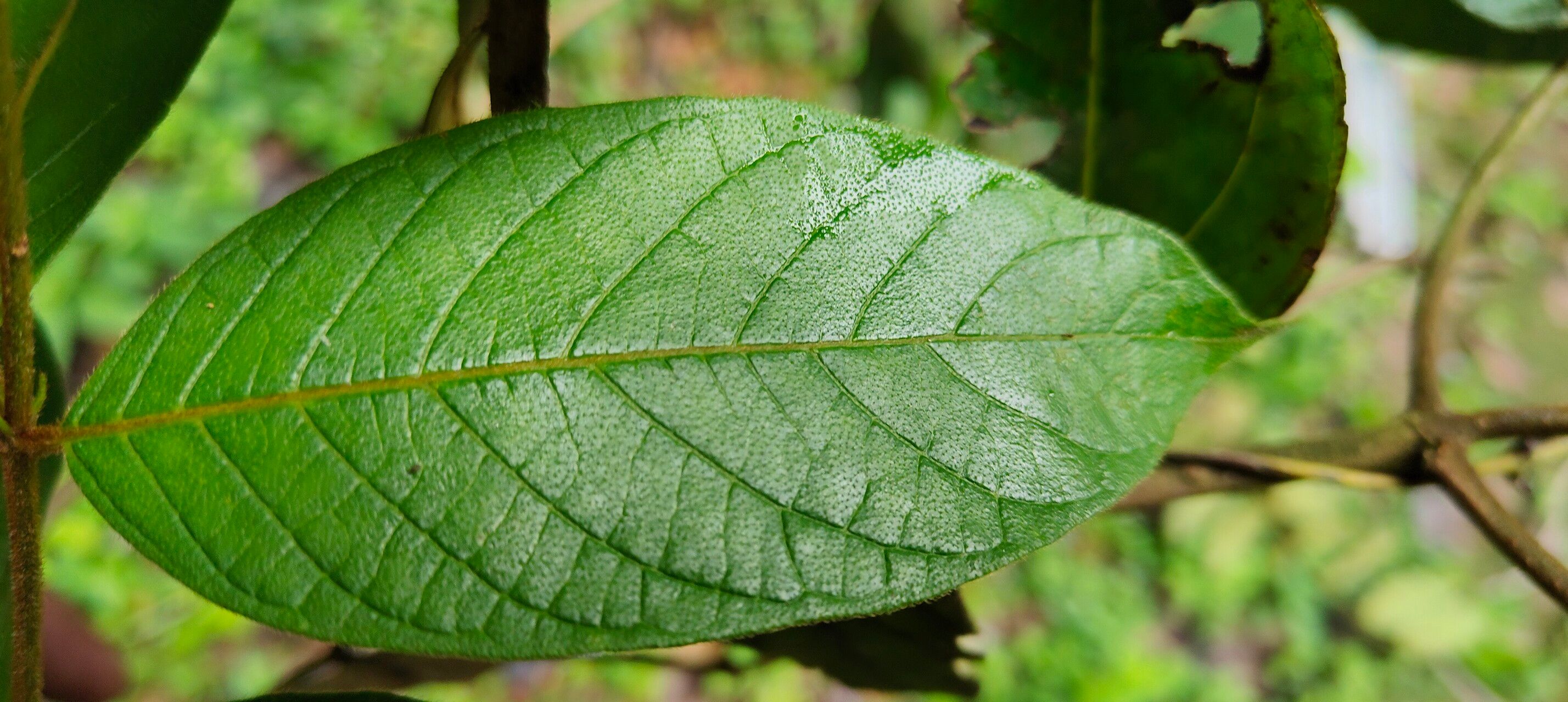 Keetia acuminata leaf