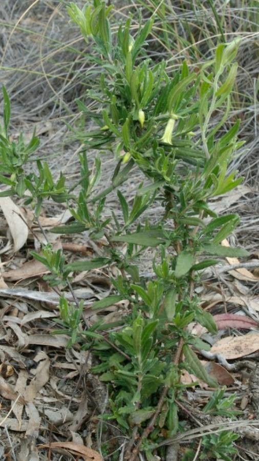 Billardiera scandens — search result for 'Pittosporaceae'