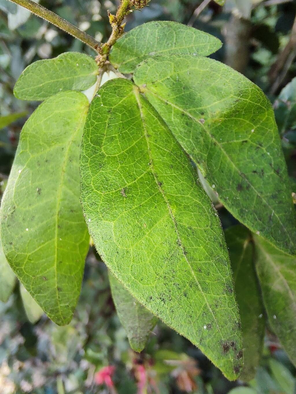 Calliandra harrisii leaf