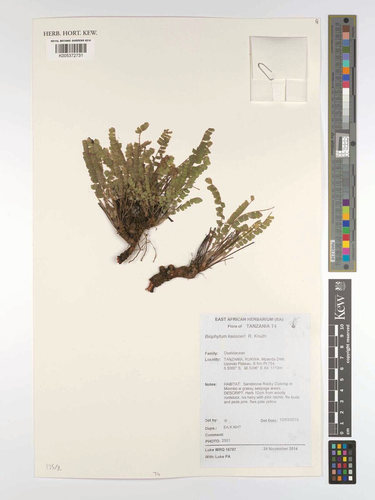 Biophytum kassneri — search result for 'Biophytum'