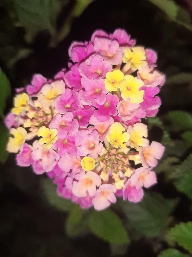 Lantana × aculeata flower