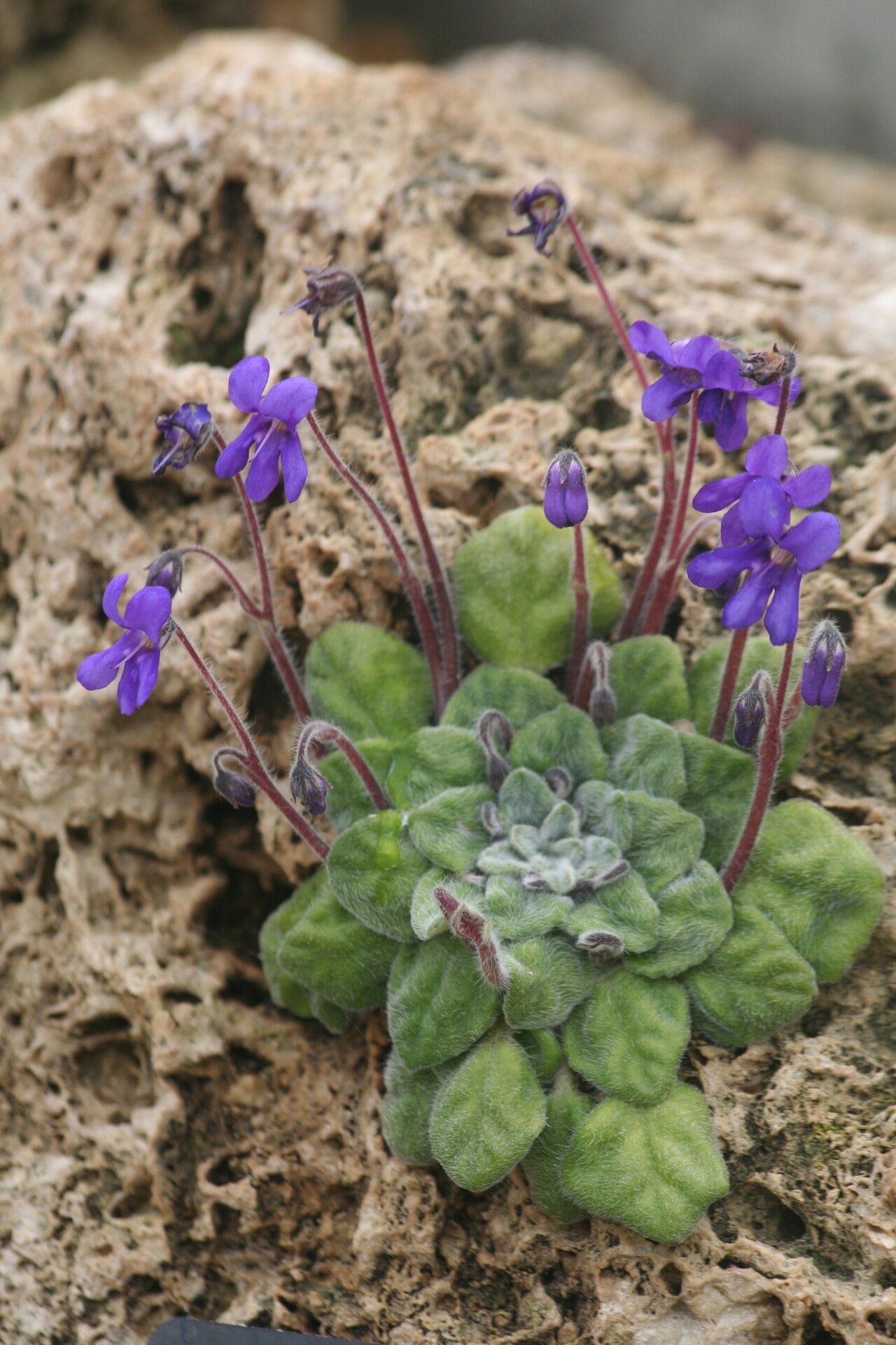 Petrocosmea nervosa flower
