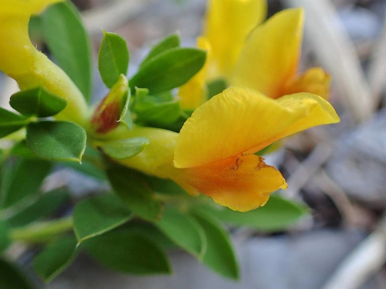 Argyrolobium biebersteinii flower