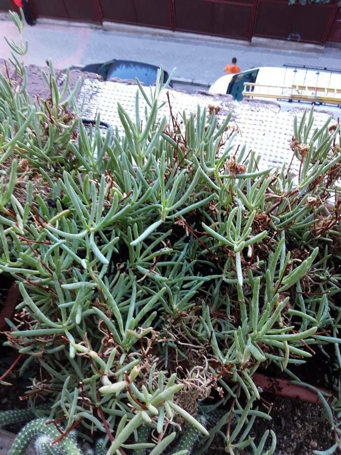 Lampranthus roseus leaf