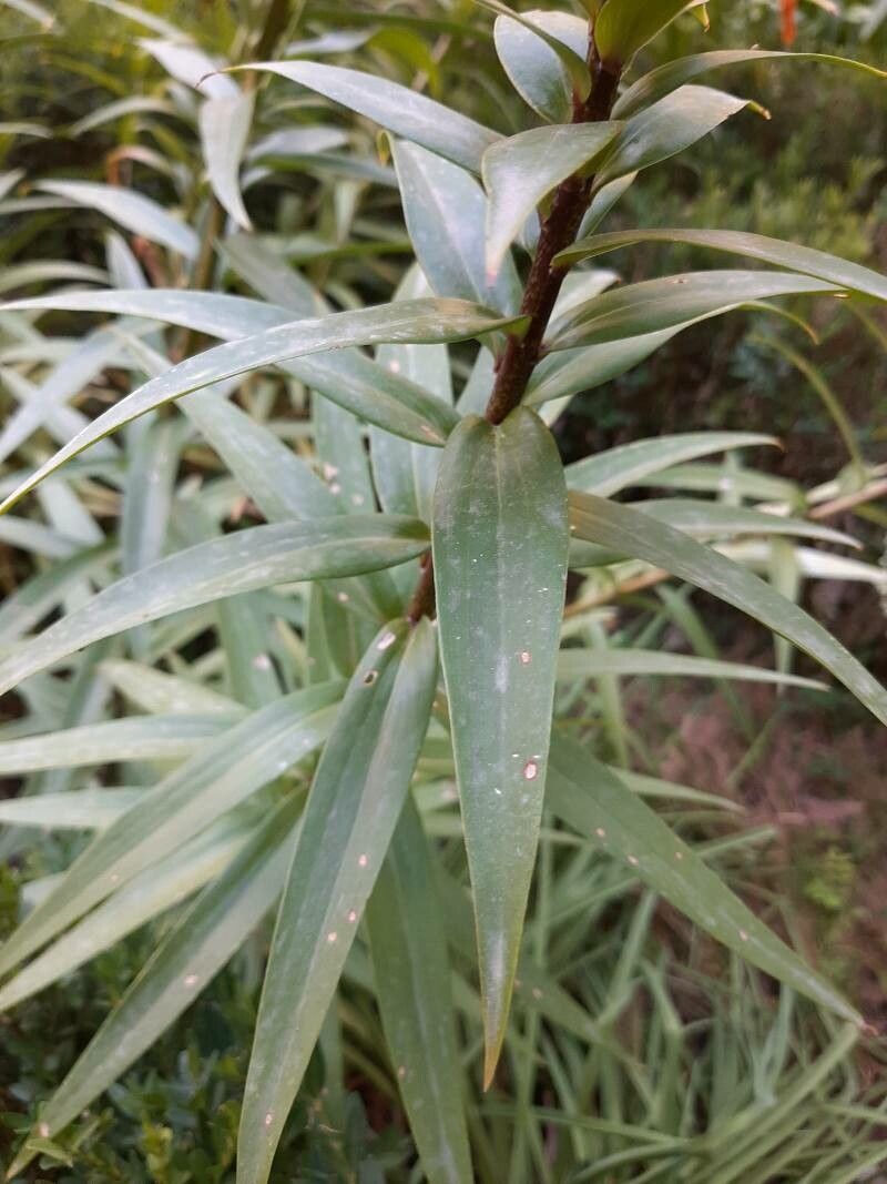 Lilium henryi leaf