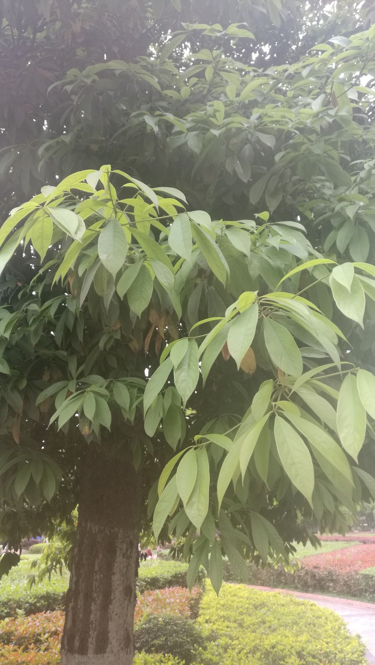 Phoebe zhennan — houseplant care guide