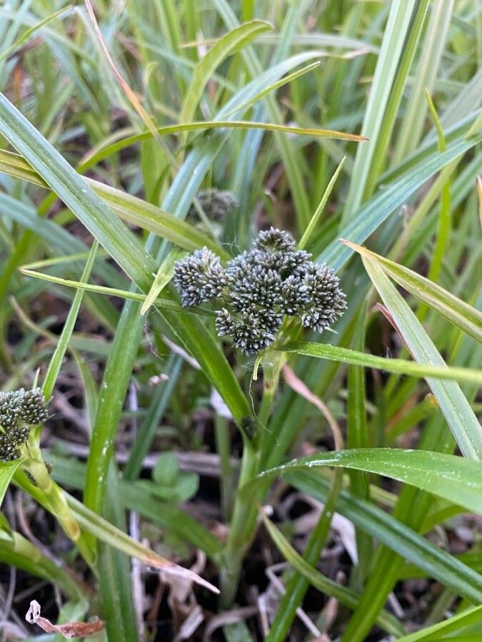 Scirpus sylvaticus — search result for 'Russia'