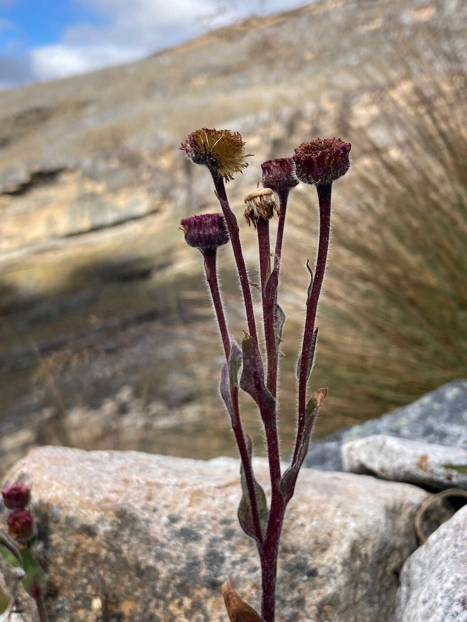 Erigeron ecuadoriensis flower