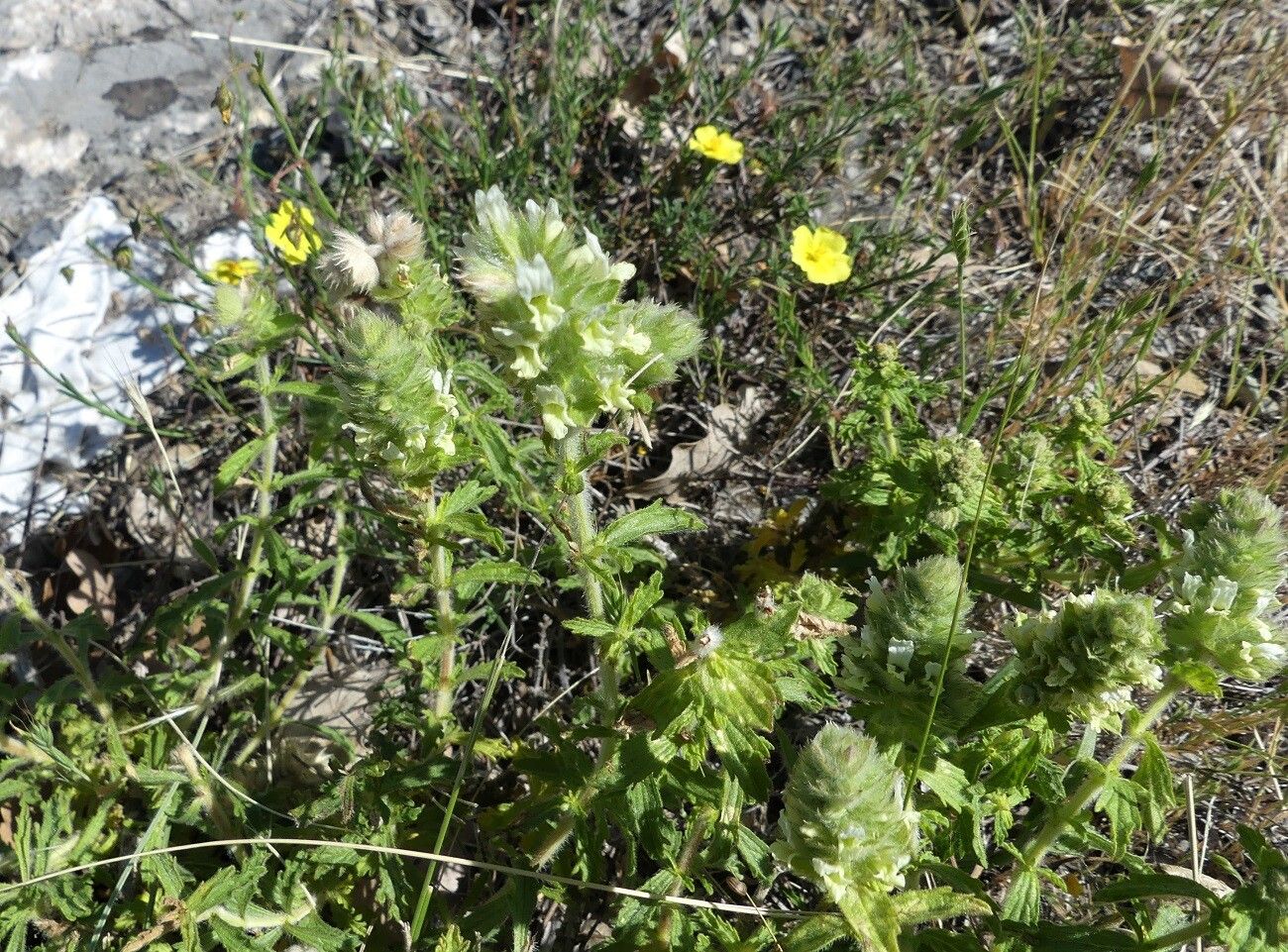 Sideritis provincialis habit