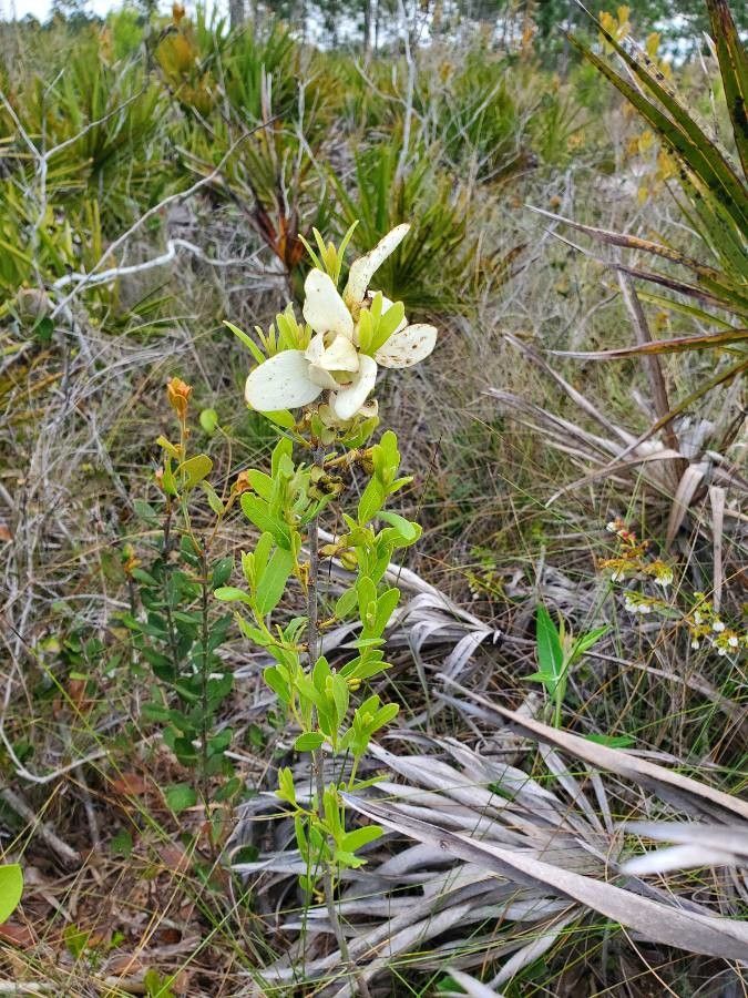 Asimina obovata flower