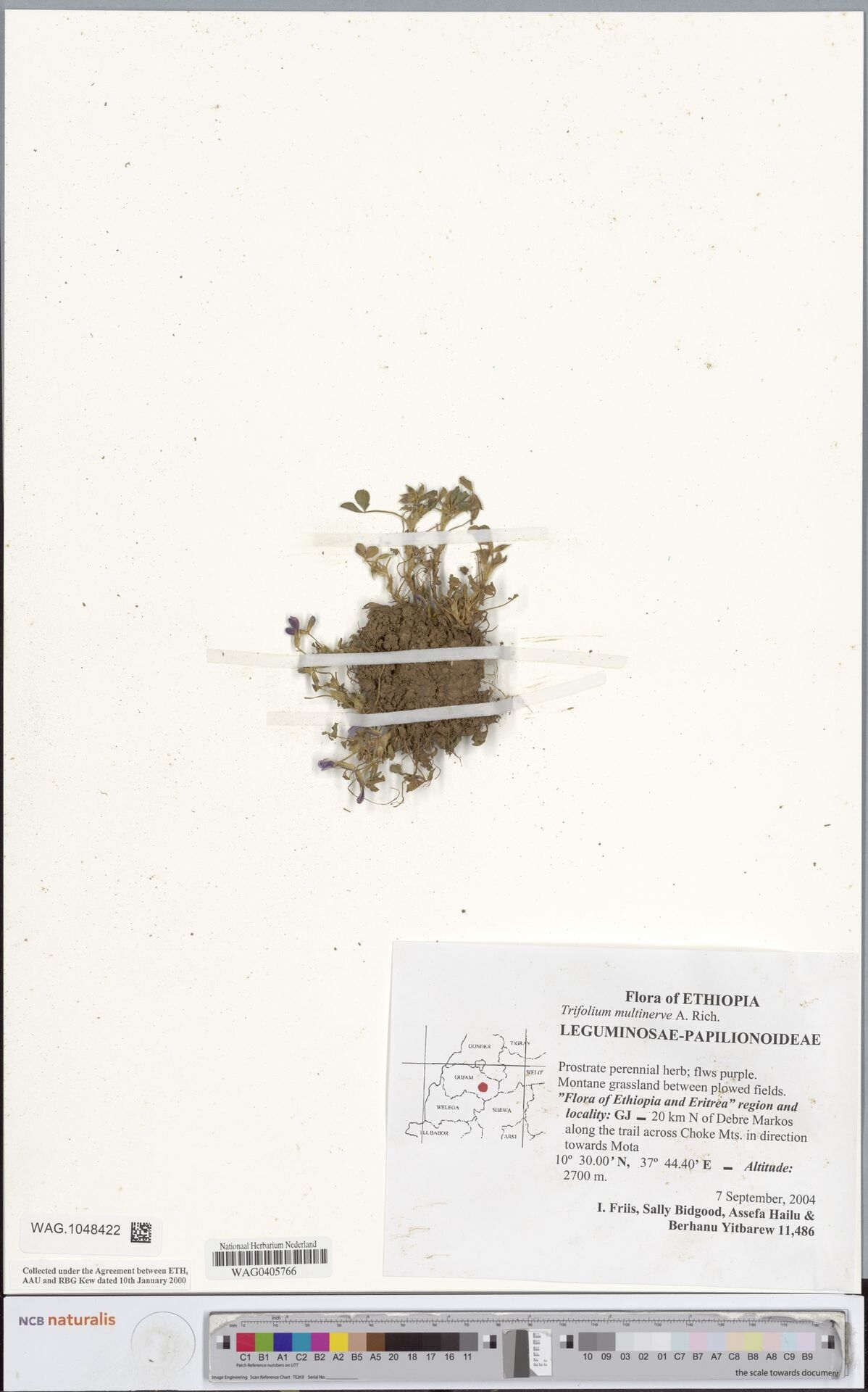 Trifolium multinerve — houseplant care guide