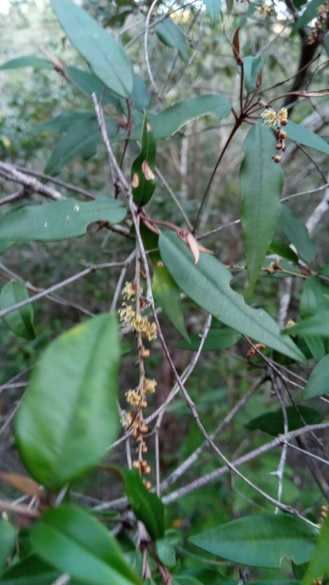 Croton antanosiensis leaf