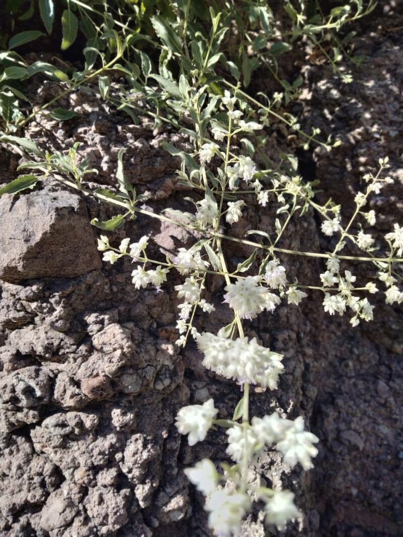 Gomphrena sonorae — search result for 'Gomphrena'