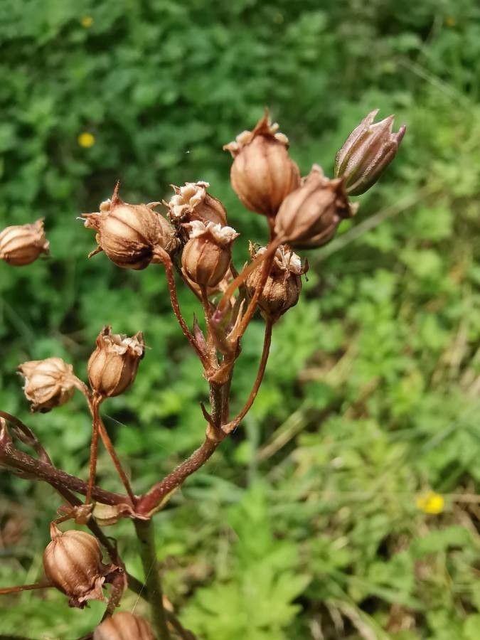 Silene flos-cuculi fruit