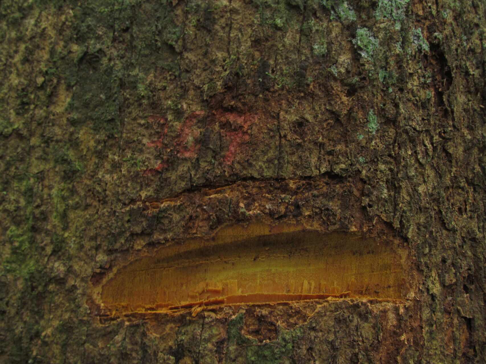 Duguetia confinis bark