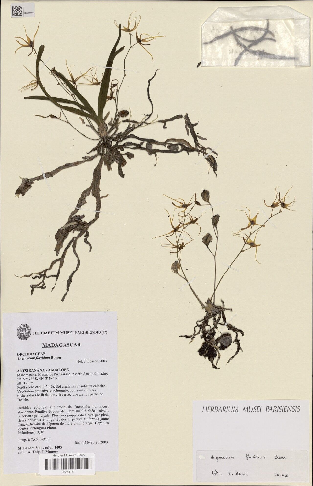 Angraecum flavidum — houseplant care guide