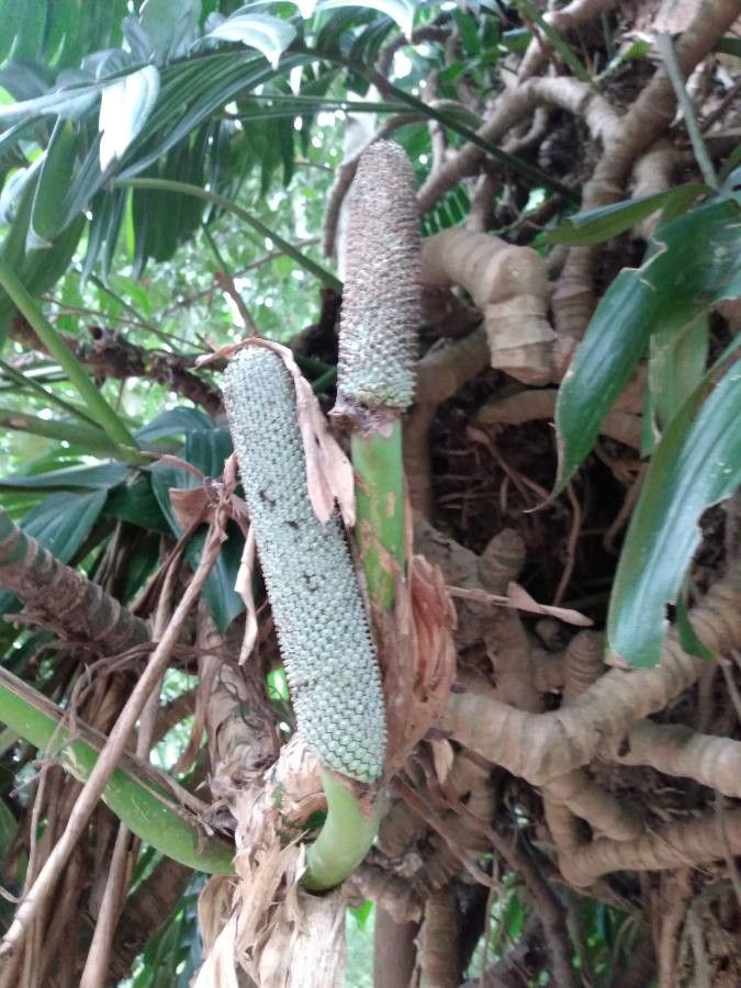 Rhaphidophora decursiva flower