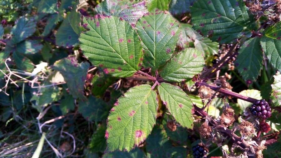 Rubus discolor leaf