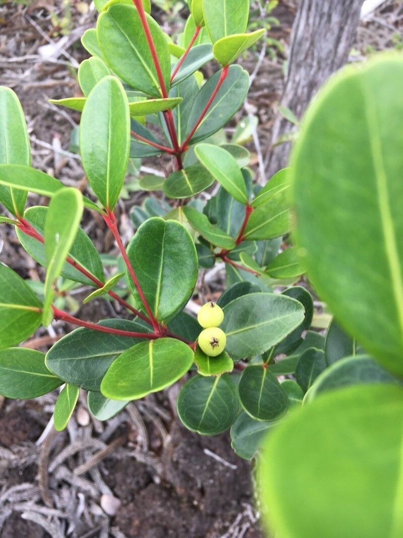 Longetia buxoides — search result for 'Picrodendraceae'