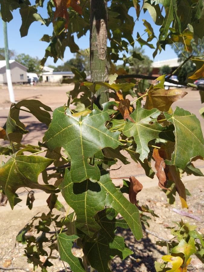 Brachychiton australis leaf