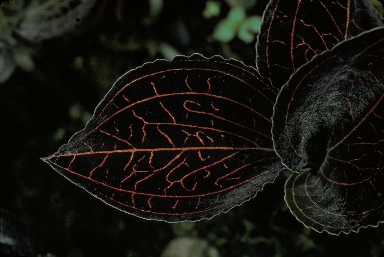 Anoectochilus geniculatus — related species from the same genus