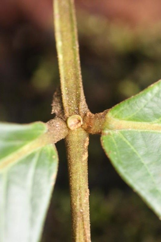 Inga melinonis other