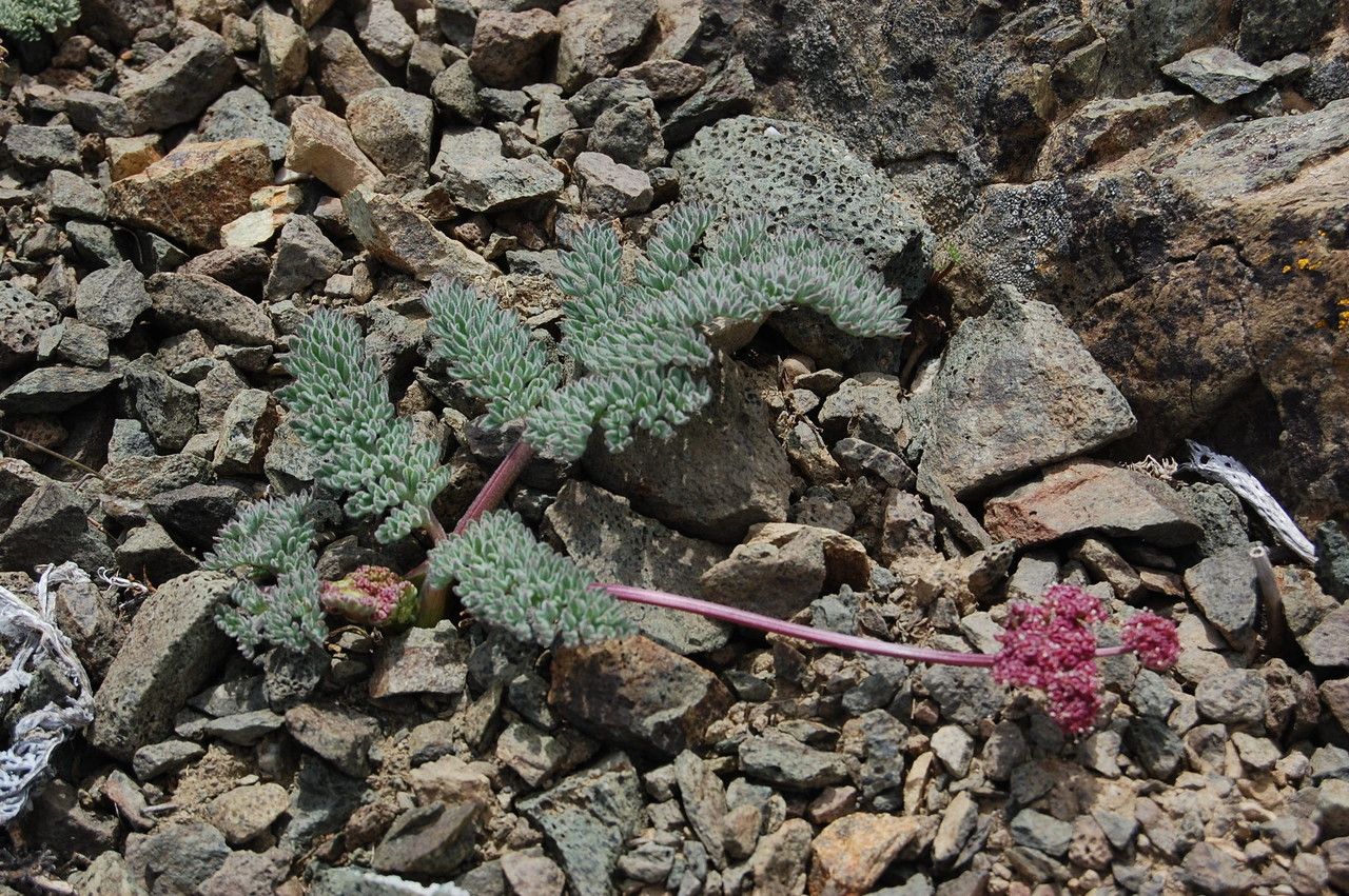 Lomatium ciliolatum — related species from the same genus