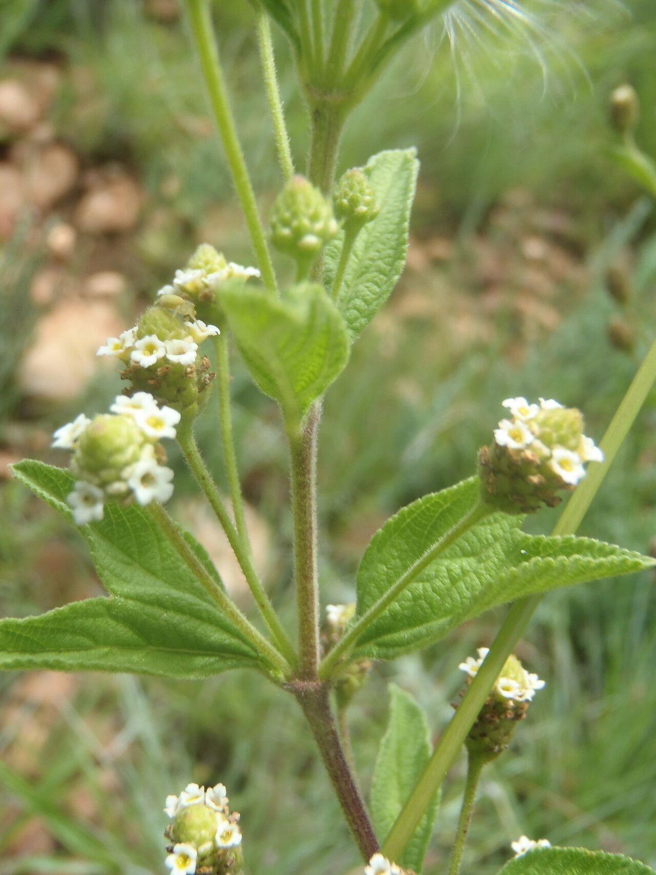 Lippia rehmannii flower