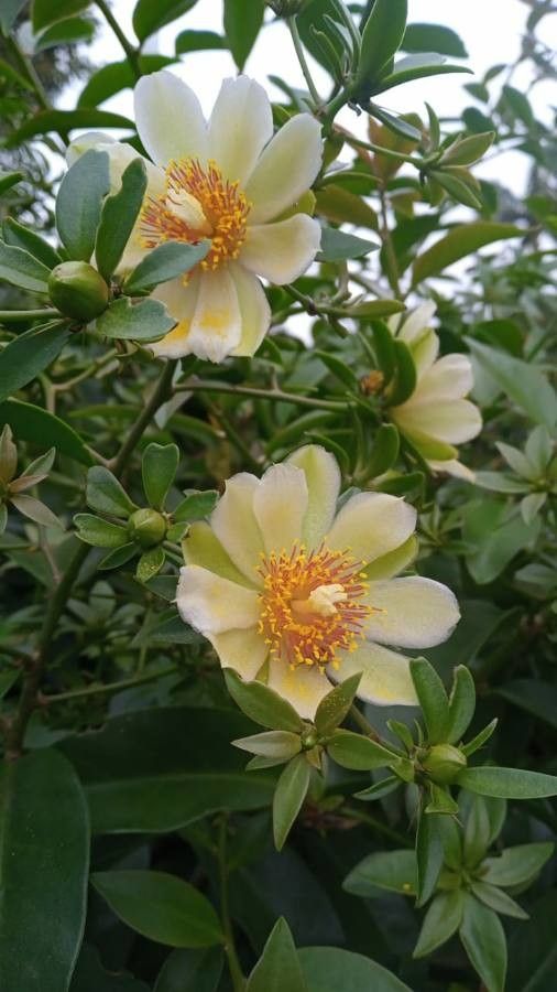 Pereskia aculeata flower