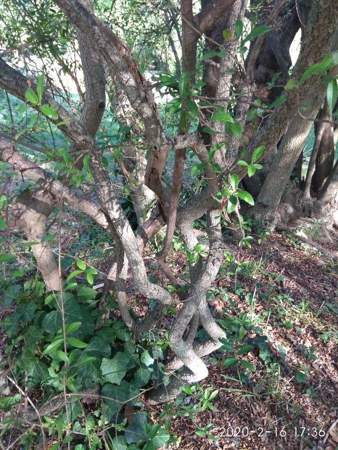 Myrrhinium atropurpureum bark