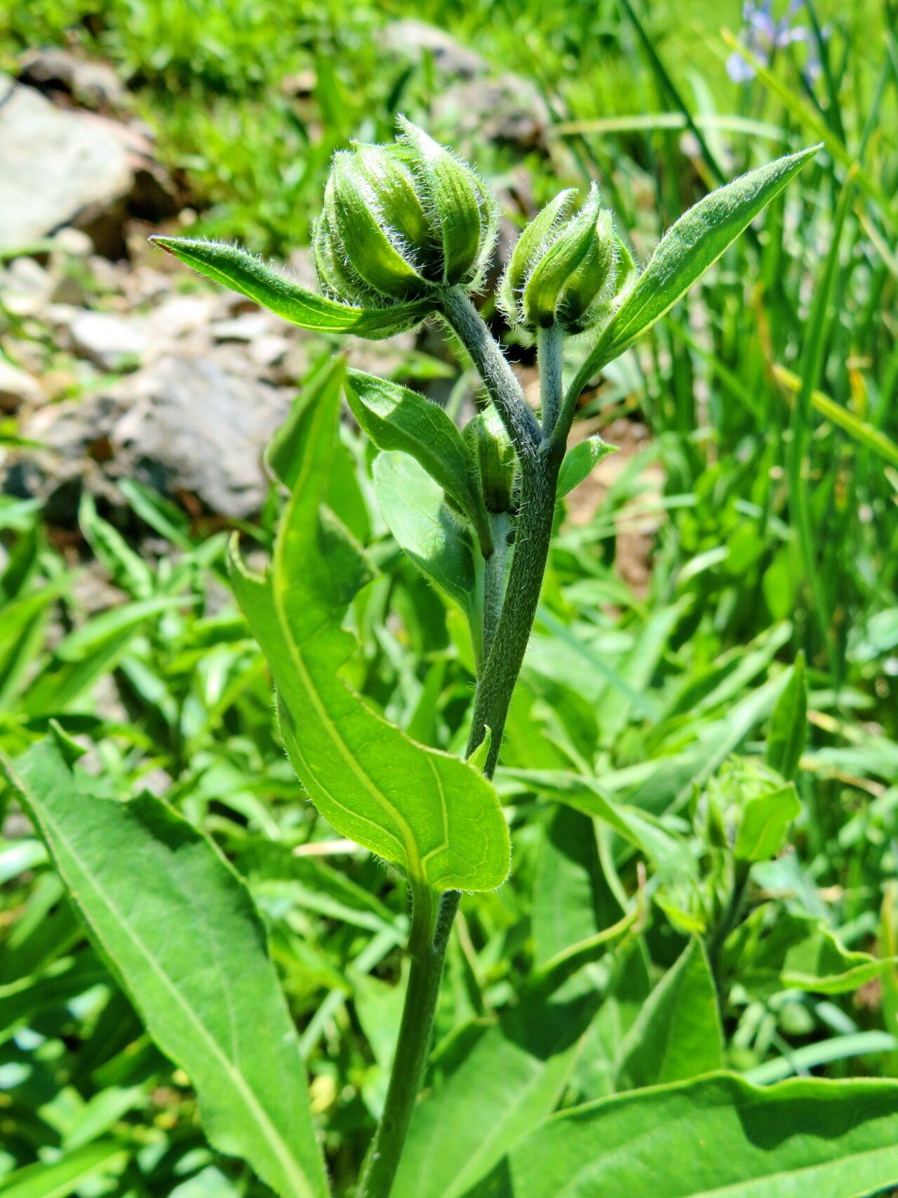 Helianthella quinquenervis flower