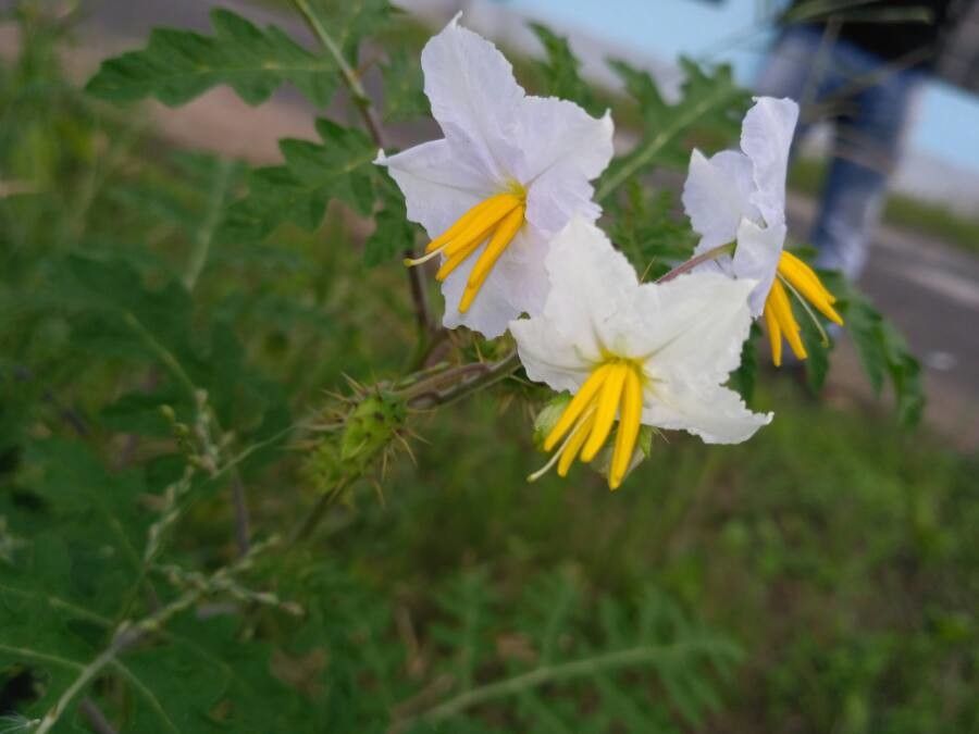 Solanum sisymbriifolium flower