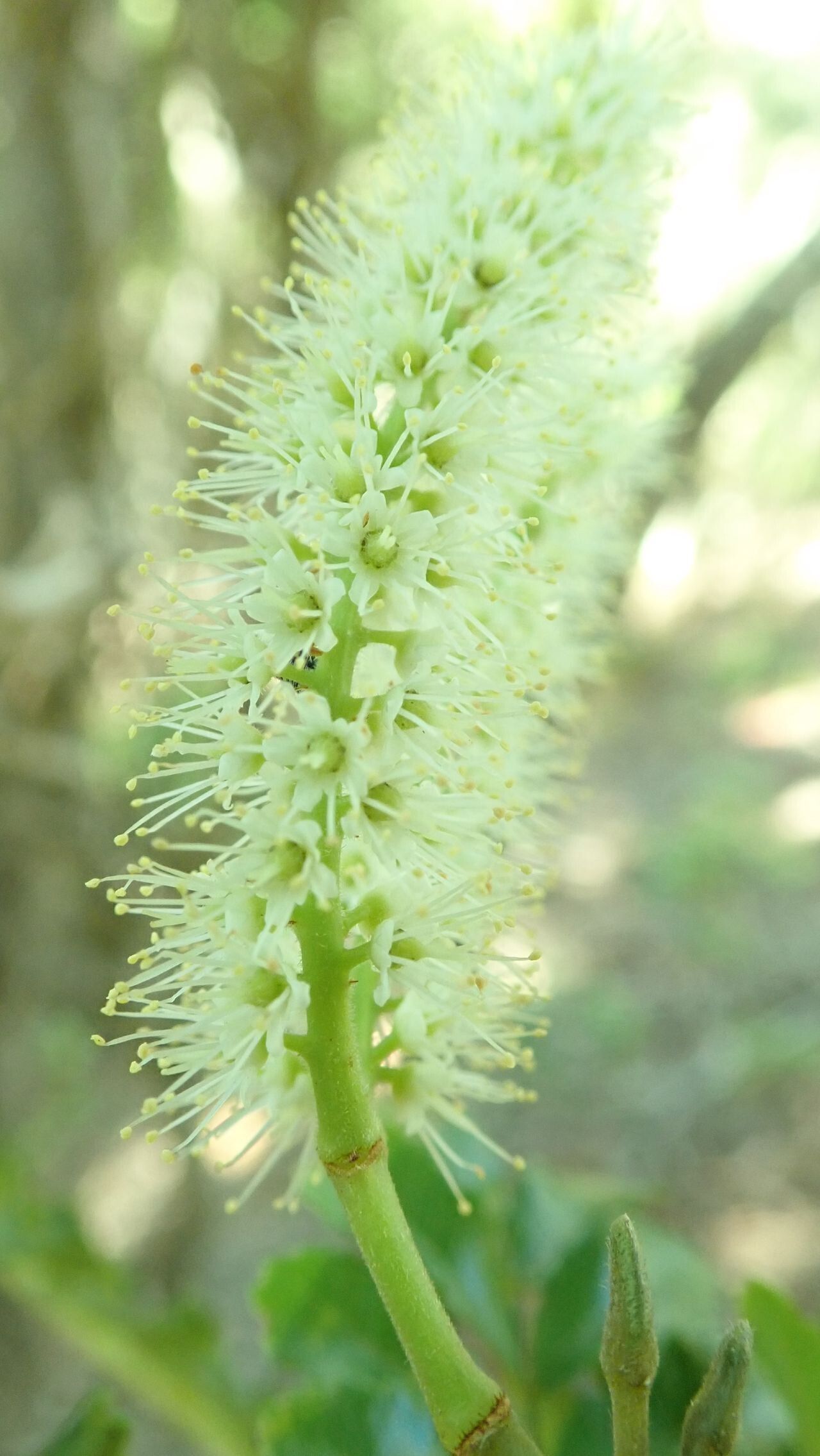 Cunonia austrocaledonica flower